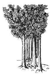 Cordaites