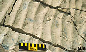 Ripples marks fossilisés