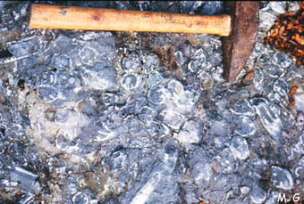 Calcaire àrudistes