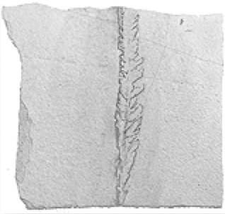 Diplograptus tamariscus