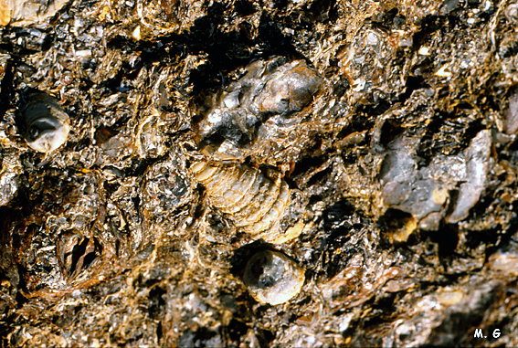 Calcaire à huitres