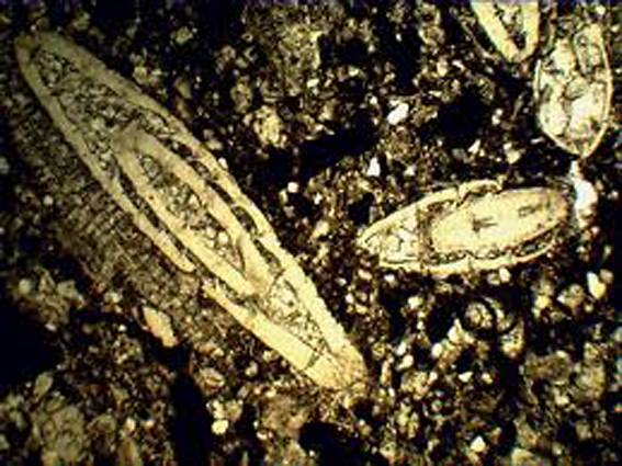 Foraminifères