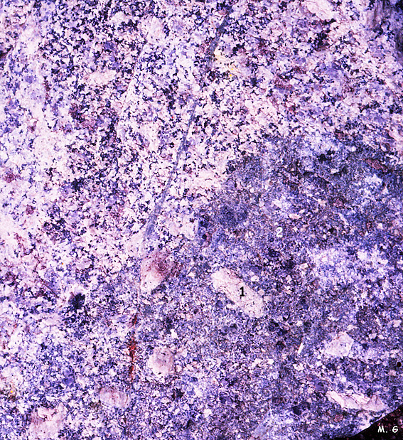 Enclaves de migmatites