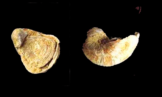 Gryphea articulata