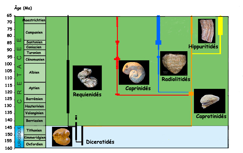 Evolution des rudistes