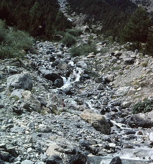torrent