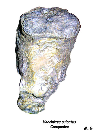 Vaccinites sulcatus