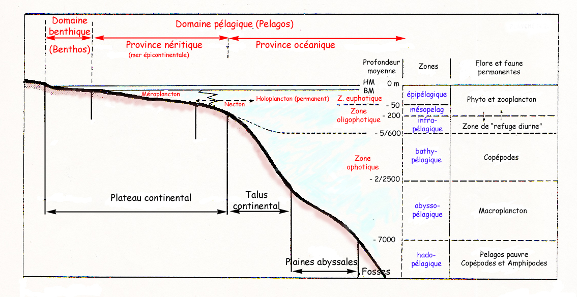 Zonation du domaine pélagique